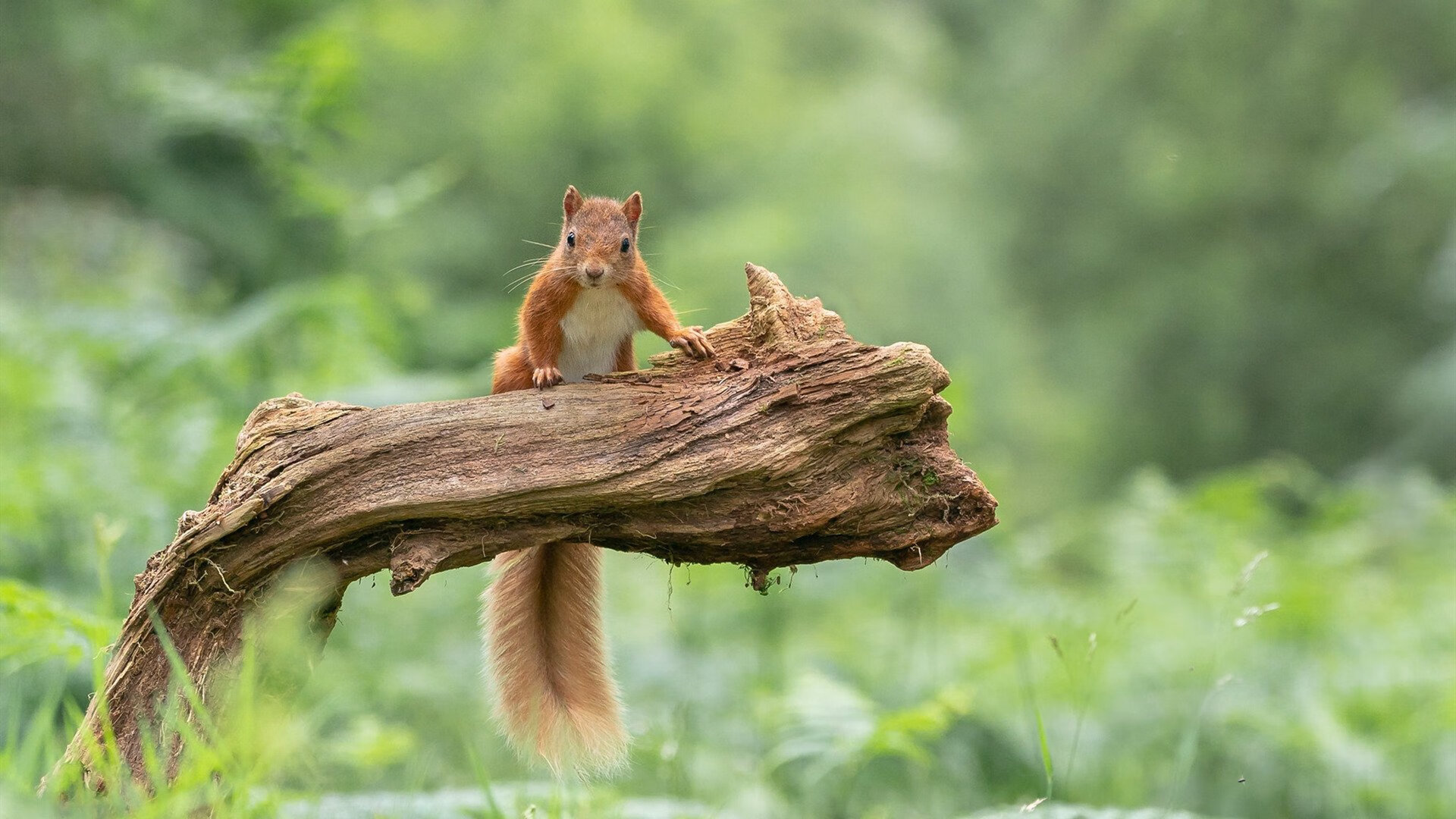 自由式滑雪项目增加心理素质训练内容，自由式滑雪项目增加心理素质训练内容是什么