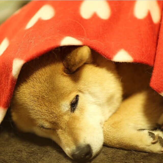 世界青年篮球锦标赛上，候选冠军中国队表现抢眼，期待突破，世界青少年篮球锦标赛